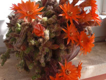 Apartments House Jelena in Mlini Dubrovnik Croatia