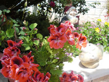 Apartments House Jelena in Mlini Dubrovnik Croatia