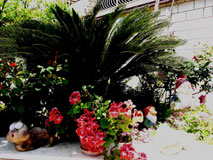 Apartments House Jelena in Mlini Dubrovnik Croatia